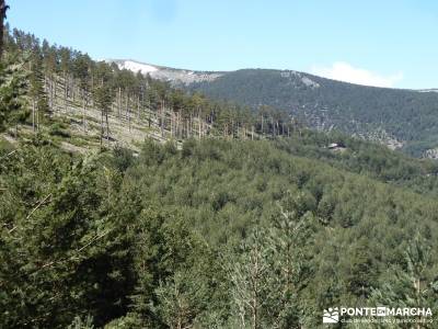 El pinar del Puerto de Navafría;pedraza velas;bosque de irati;taxus baccata